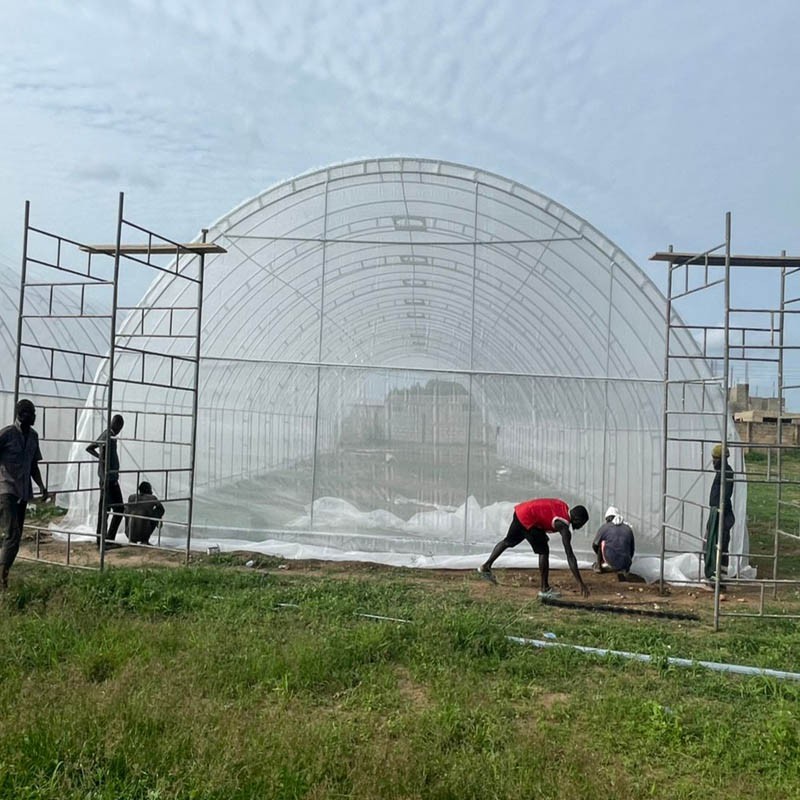 tunnel greenhouse