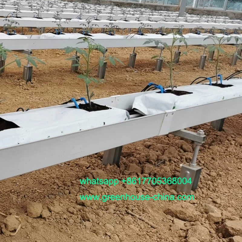 hydroponic tomato hydroponic tomato