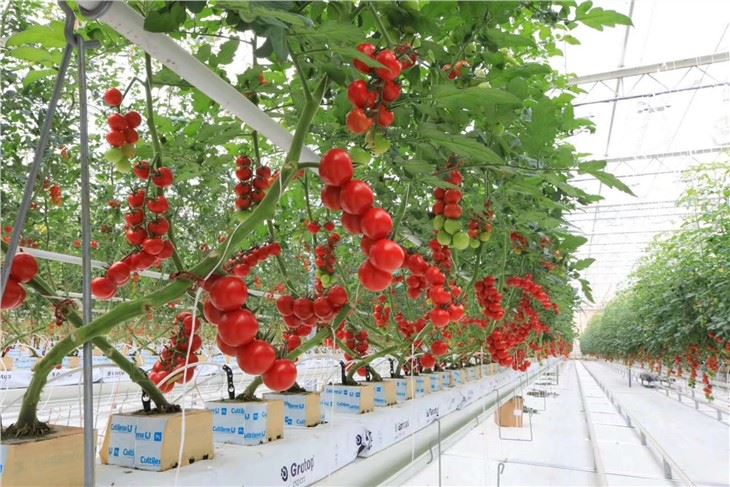 Greenhouse Tomato Hydroponic Plant