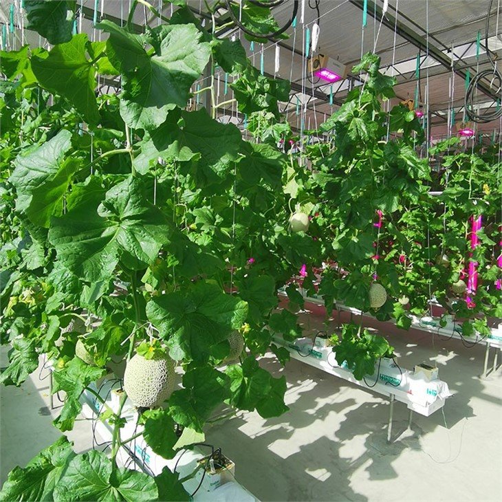 Hydroponic Rack
