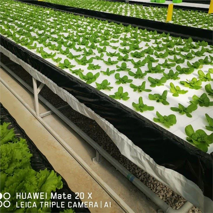 NFT Floating System For Lettuce