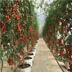 온실 지상 커버 잡초 장벽