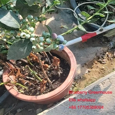 가을 블루베리 관리
